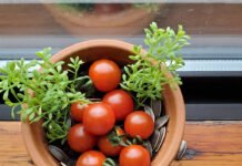 Cultive Delícias: Guia Completo para Plantar Tomates Cereja em Vaso tomates cereja em um vaso